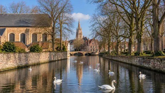 Swans on a Bruges canal between brick houses, with the tower of the Church of Our Lady behind